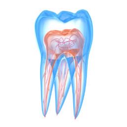 Endodoncia